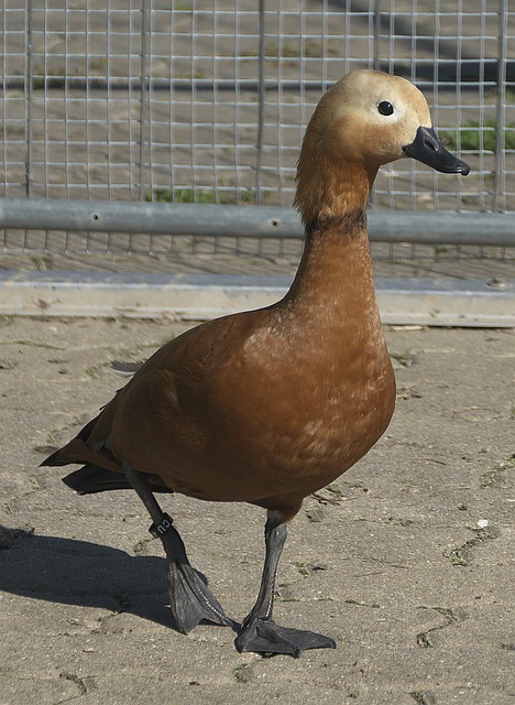谈及密苏里