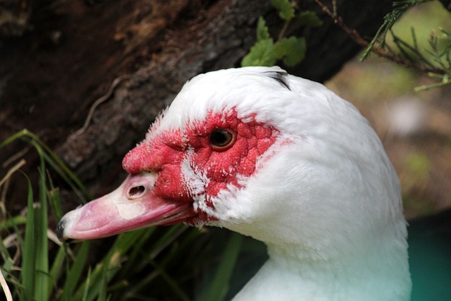 的足球俱乐 的足球俱乐